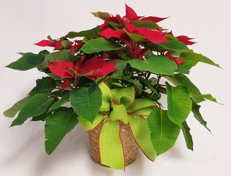 POINSETTIA from Flowers by Ramon of Lawton, OK