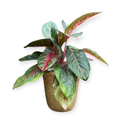 Aglaonema Red Emerald from Flowers by Ramon of Lawton, OK