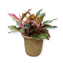 Chinese Evergreen  from Flowers by Ramon of Lawton, OK
