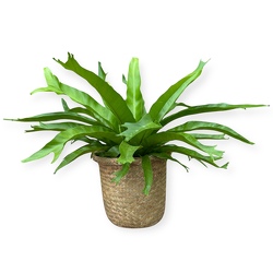 Birds Nest Fern from Flowers by Ramon of Lawton, OK