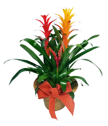 Bromeliad Trio from Flowers by Ramon of Lawton, OK
