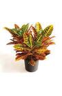 CROTON PLANT  from Flowers by Ramon of Lawton, OK