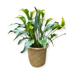 Cally Lily Plant from Flowers by Ramon of Lawton, OK