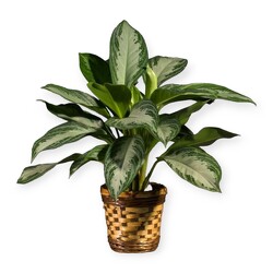 Chinese Evergreen from Flowers by Ramon of Lawton, OK