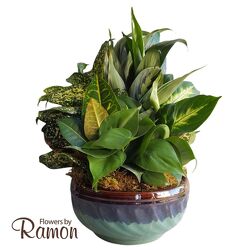 Dish Garden in Ceramic  from Flowers by Ramon of Lawton, OK