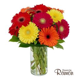 Gerberas Galore from Flowers by Ramon of Lawton, OK