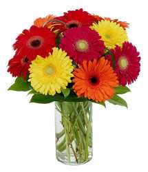 Gerberas Galore from Flowers by Ramon of Lawton, OK