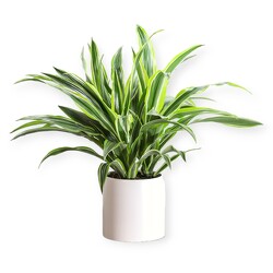 Lemon Lime Dracena  from Flowers by Ramon of Lawton, OK