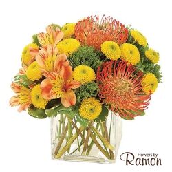 Protea Serenade from Flowers by Ramon of Lawton, OK