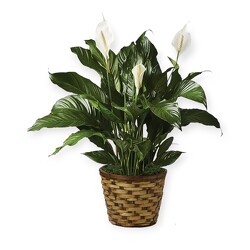 Peace Lily from Flowers by Ramon of Lawton, OK