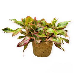Pink Chinese Evergreen from Flowers by Ramon of Lawton, OK