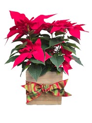 Poinsettia In The Country from Flowers by Ramon of Lawton, OK