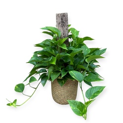 Pothos Ivy from Flowers by Ramon of Lawton, OK