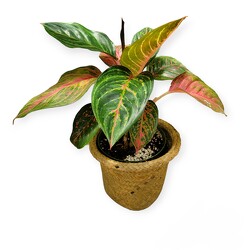 Red Siam Evergreen from Flowers by Ramon of Lawton, OK