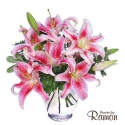STUNNING STARGAZERS from Flowers by Ramon of Lawton, OK
