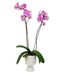 Mod Speckled Orchid from Flowers by Ramon of Lawton, OK