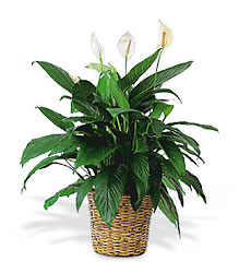 Large Spathiphyllum Plant from Flowers by Ramon of Lawton, OK