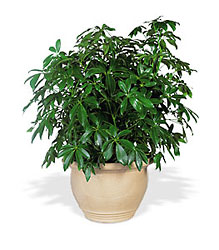 Arboricola from Flowers by Ramon of Lawton, OK