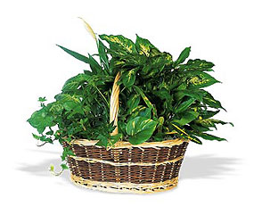 Green Garden Basket from Flowers by Ramon of Lawton, OK