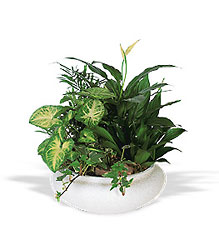 Ceramic Dish Garden from Flowers by Ramon of Lawton, OK