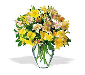 Sparkling Alstroemeria from Flowers by Ramon of Lawton, OK